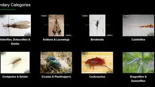 Insect Identification screenshot