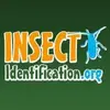 Insect Identification