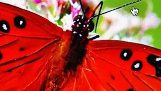 Insect Identifier screenshot