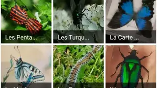 Insect Identifier screenshot