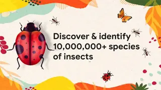 Insect identifier app screenshot