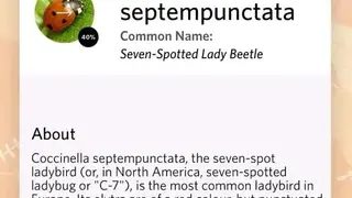 Insect identifier app screenshot