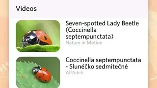 Insect identifier app screenshot