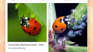Insect identifier app screenshot