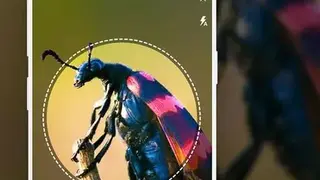 Insect identifier App by Photo, Camera 2020 screenshot