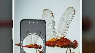 Insect identifier App by Photo, Camera 2020 screenshot