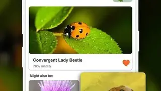 Insect identifier App by Photo, Camera 2020 screenshot
