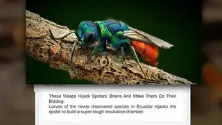 Insect identifier App by Photo, Camera 2020 screenshot