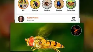 Insect identifier App by Photo, Camera 2020 screenshot