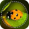 Insect identifier App by Photo, Camera 2020