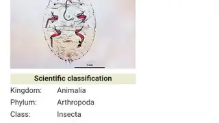 Insect pests screenshot