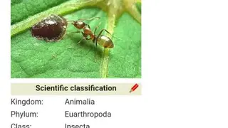 Insect pests screenshot