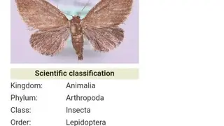 Insect pests screenshot
