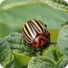 Insect pests