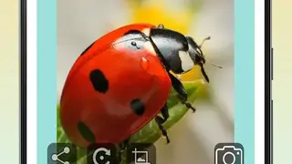 InsectID Scanner screenshot