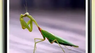 InsectID Scanner screenshot