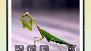 InsectID Scanner screenshot