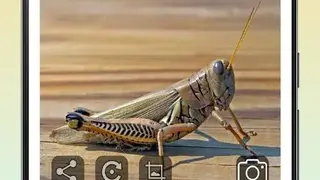 InsectID Scanner screenshot