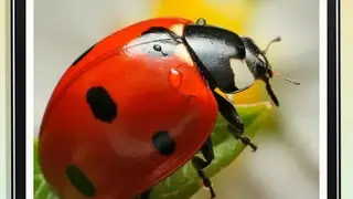 InsectID Scanner screenshot