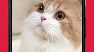 Joey for Reddit screenshot