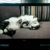 JustCast for Chromecast