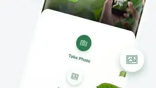 LeafSnap screenshot