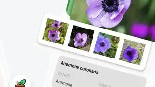 LeafSnap screenshot