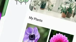 LeafSnap screenshot