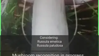 Mushrooms app screenshot