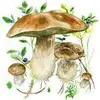 Mushrooms app