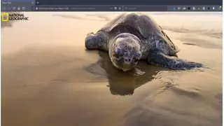 NatGeo NewTab screenshot