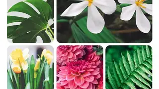 NatureID screenshot