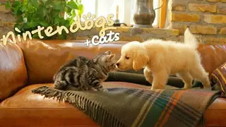 Nintendogs + Cats screenshot