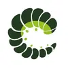 Oruga
