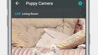OWLR Multi Brand IP Cam Viewer screenshot