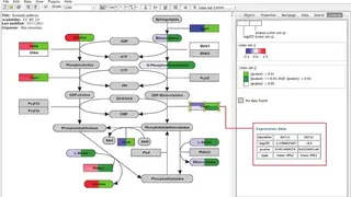 PathVisio screenshot