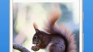 Picture Animal screenshot