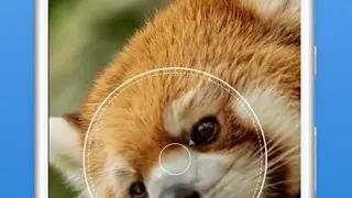 Picture Animal screenshot