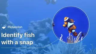 Picture Fish screenshot