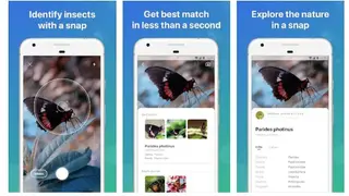 Picture Insect screenshot