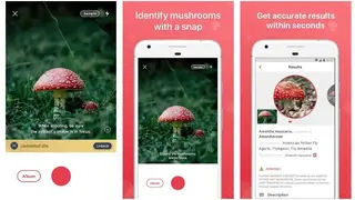 Picture Mushroom screenshot