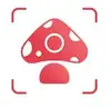 Picture Mushroom