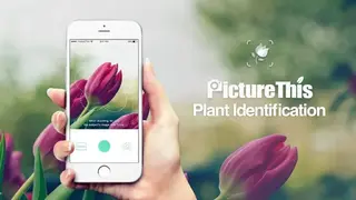 PictureThis screenshot