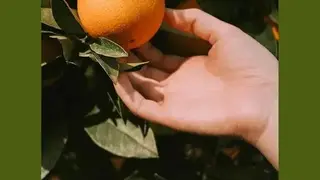 Pomelo screenshot