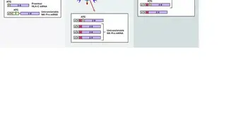 ProTranscript screenshot