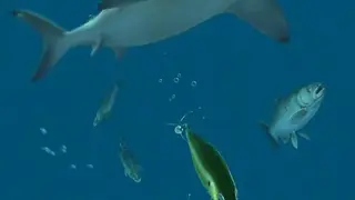 Rapala Fishing: Daily Catch screenshot