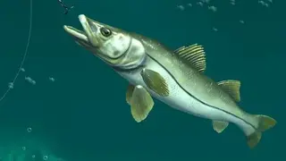 Rapala Fishing: Daily Catch screenshot