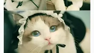 Repost+ (Regram Photos, Videos for Instagram) screenshot
