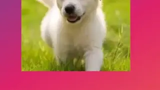 Reposta screenshot