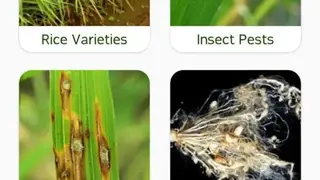 riceXpert screenshot